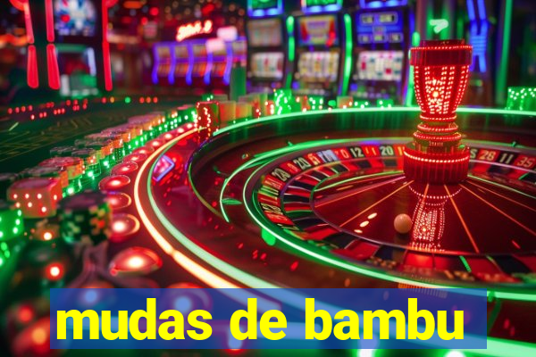 mudas de bambu